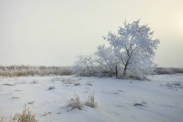 Nebliger Morgen Winterlandschaft. — Stockfoto