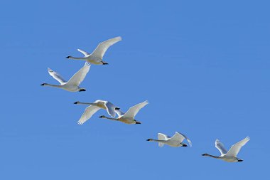 Gökyüzünde uçan tundra kuğu sürüsü.