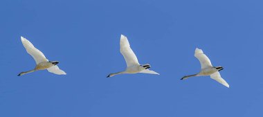 Tundra Panoraması gökyüzünde Kuğu.