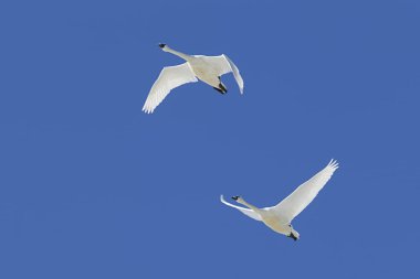 Gökyüzünde kuğular ıslık.