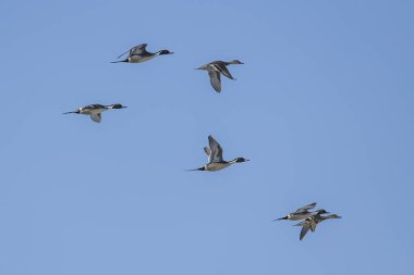 Gökyüzünde Kuzey pintails sürüsü.