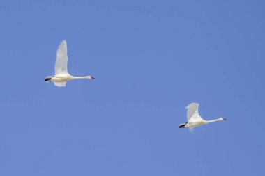 Yüksekte uçan kuğular çifti.