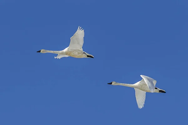 Two swans flying in the sky. — Stock Photo, Image