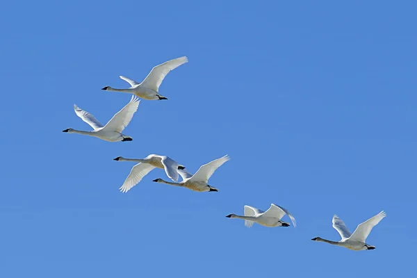 Flock tundra hattyúk repül az égen. — Stock Fotó