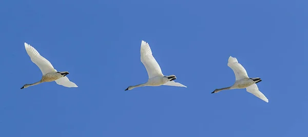 Panorama de cisnes tundra en el cielo . —  Fotos de Stock