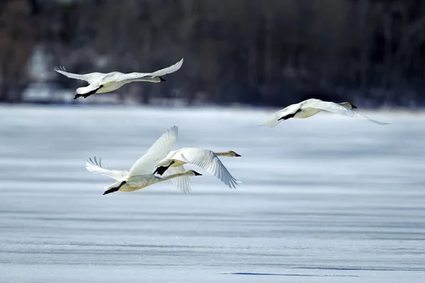 Flyin low above frozen lake. — Stock Photo, Image