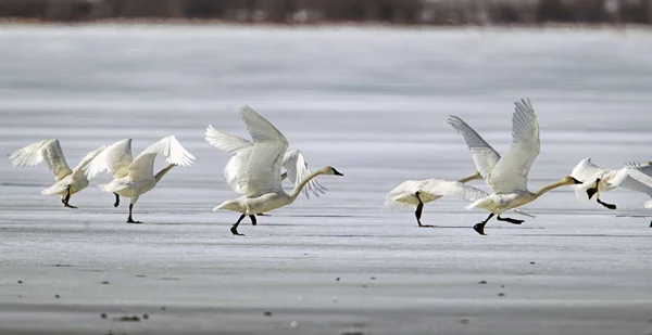 Swans taking flight from the ice. — Stock Photo, Image