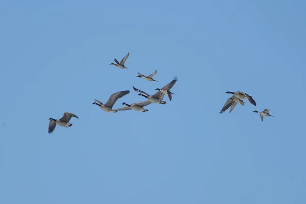 Flock of Geese and northern Pintails. — Stock Photo, Image