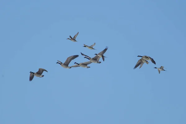 Стадо гусей і Північній Pintails. — стокове фото