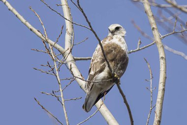 Yiyecek aramaya ağacında görkemli Şahin.