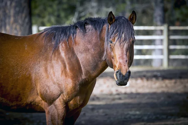 Side view of a horse. — Stock Photo, Image