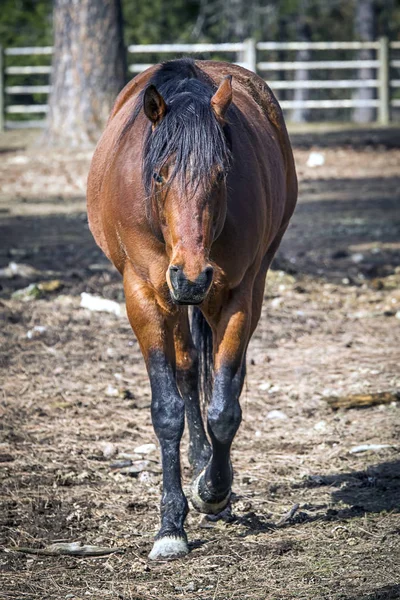Vista frontal de un caballo caminando . — Foto de Stock