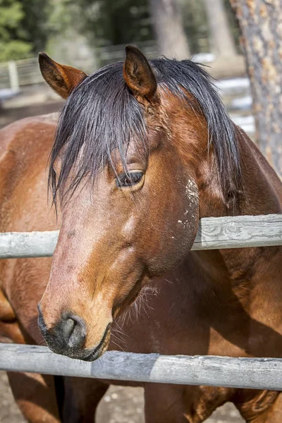 Cavallo mette la testa sopra una recinzione . — Foto Stock