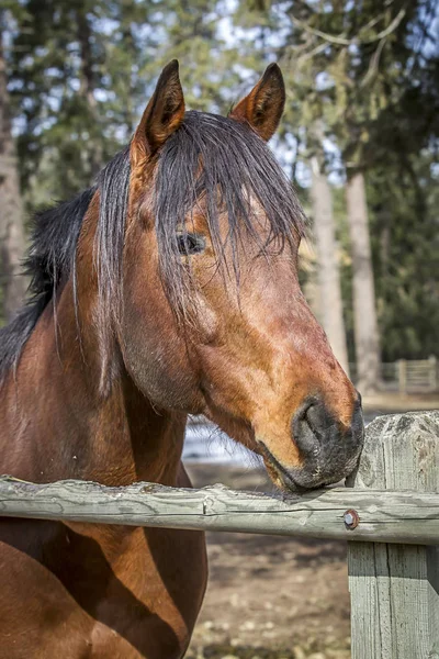 Primer plano del caballo por valla de madera . — Foto de Stock