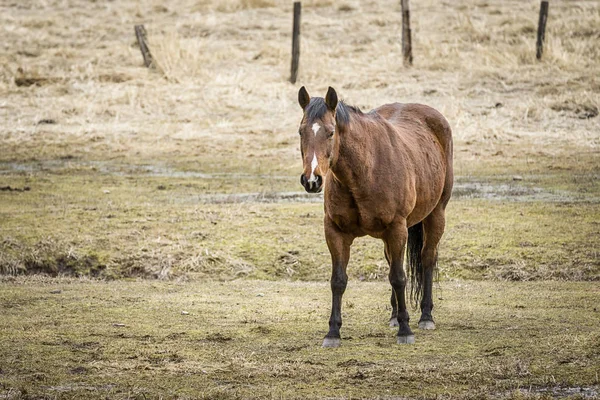 Caballo en pastos a principios de primavera . — Foto de Stock