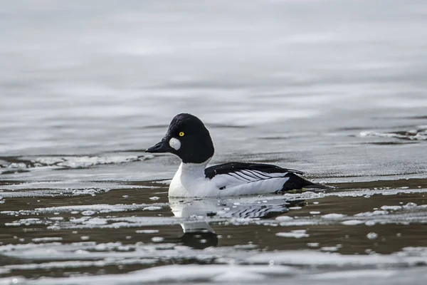 Goldeneye comum nadando em lago frio . — Fotografia de Stock