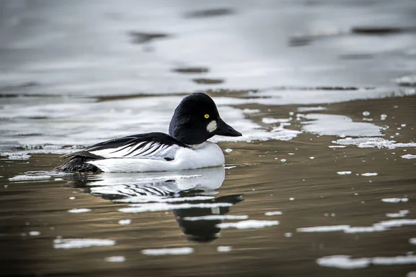 Goldeneye nada em água gelada . — Fotografia de Stock