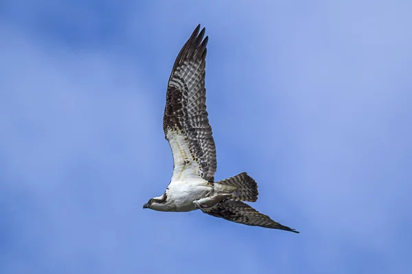 Osprey voando com peixes em garras . — Fotografia de Stock