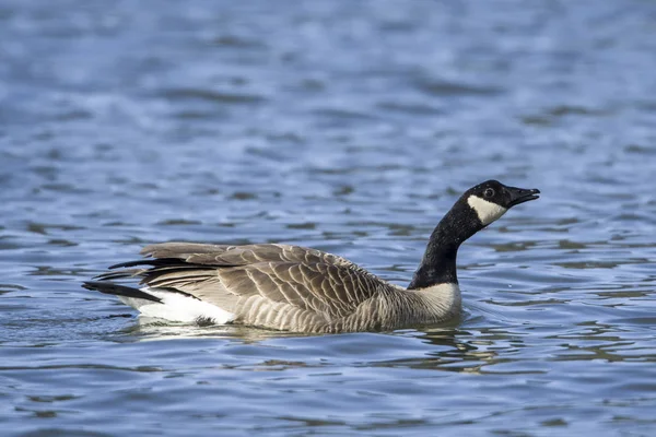 Een Candian Gans Zwemt Wateren Van Het Meer Van Meer — Stockfoto