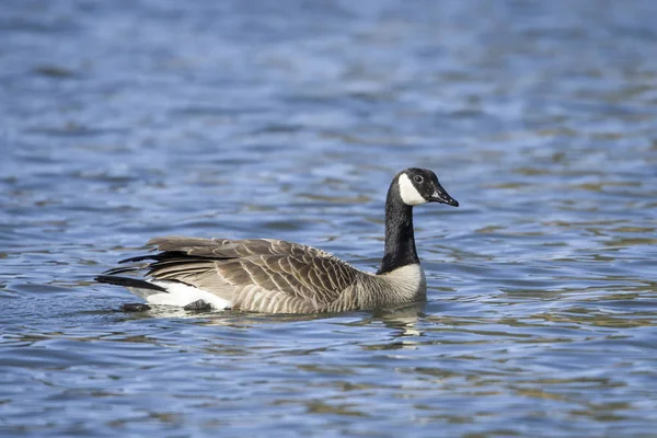 Oca Candida Nuota Nelle Acque Del Lago Fernan Nell Idaho — Foto Stock