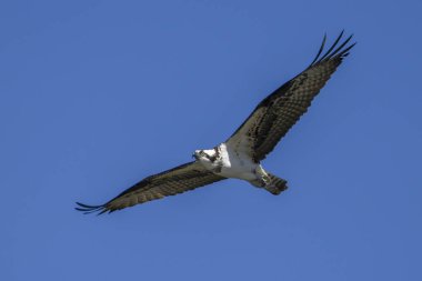 Gökyüzünde uçan Osprey.