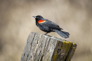Adult red winged blackbird on a post. clipart