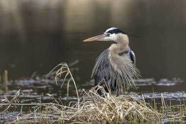 Bükülmüş boyunlu büyük mavi balıkçıl.