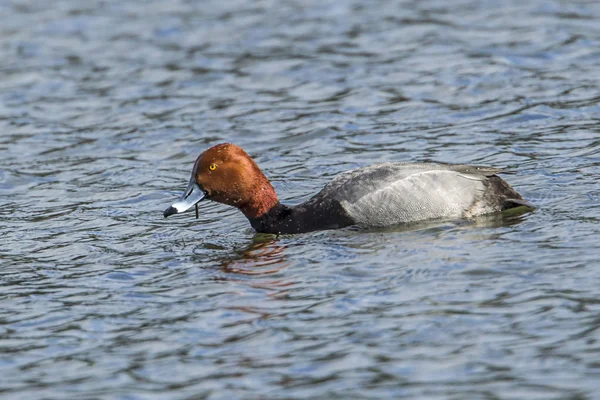 Male red head duck in water. — Stock Photo, Image