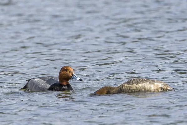 Red head duck couple dive for food. — Stock Photo, Image