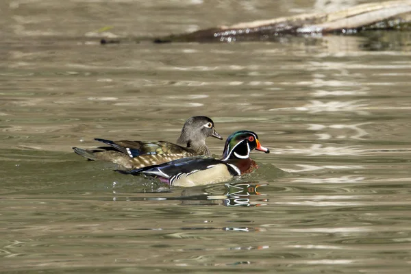 Coppia di anatre in legno in acqua . — Foto Stock