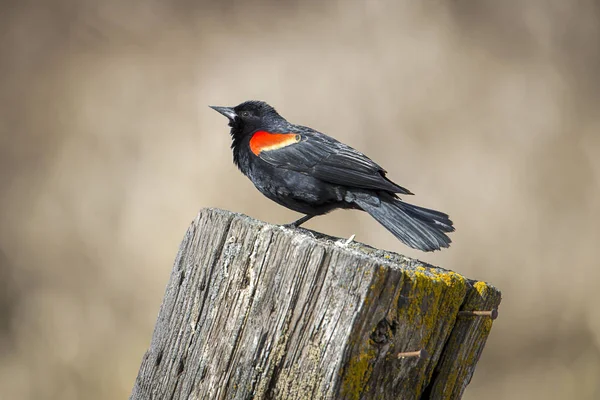 Volwassen rood gevleugelde Blackbird op een post. — Stockfoto