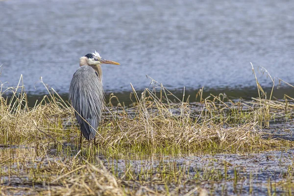 Velký modrý volavka v severním Idahu. — Stock fotografie