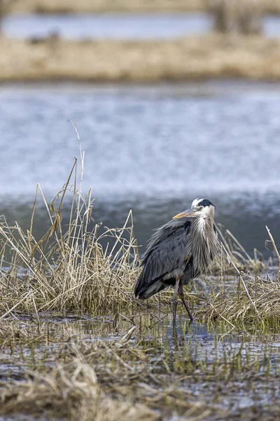 Heron in marsh land in Idaho. — Stock Photo, Image