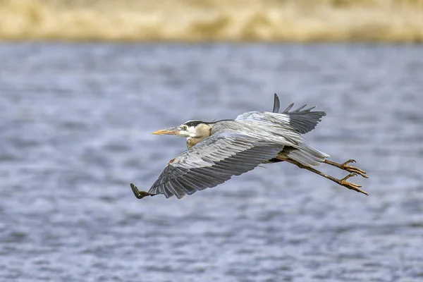 Heron flies low over the water. — Stock Photo, Image