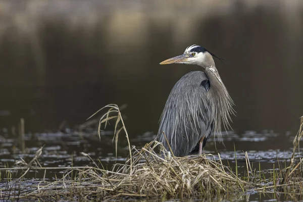 Large great blue heron. — Stock Photo, Image