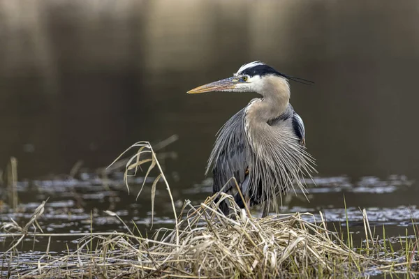 Great blue heron with a bent neck. — Stock Photo, Image