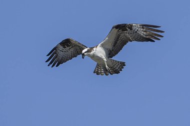 Gökyüzünde gezinen Osprey.