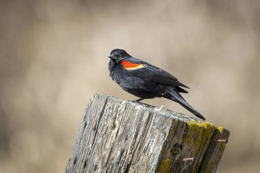 Perched red winged blackbird. clipart