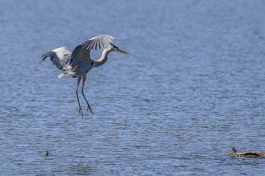 Heron iniş için geliyor..