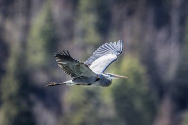 Ot gökyüzünde alçakta uçuyor.
