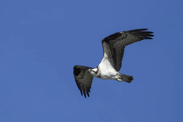 Osprey vliegt in de lucht. — Stockfoto