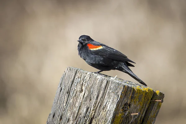 Perched czerwony Skrzydlata Blackbird. — Zdjęcie stockowe