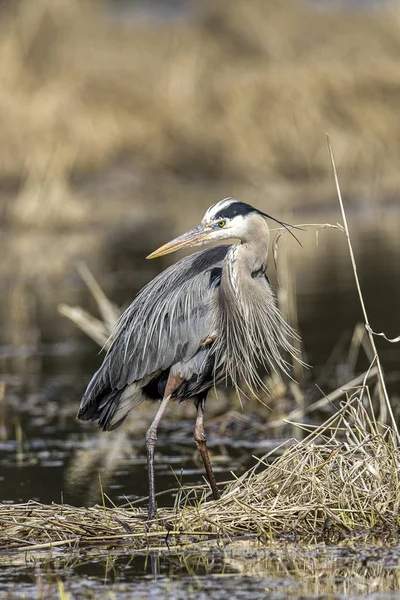 Great blue heron in the weeds. — Stock Photo, Image