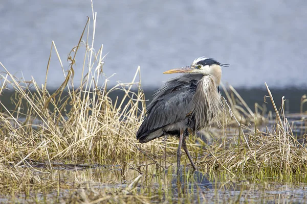 Heron looks back the other way. — Stock Photo, Image