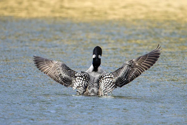 Back of common loon with wings wide. — Stock Photo, Image