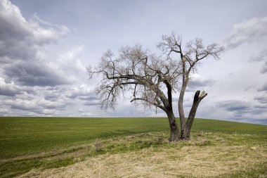 Bir çiftlik alanında çorak ağaç.