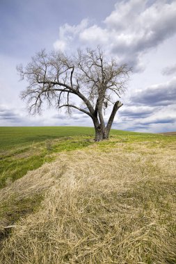 Sarı otlar tarladaki yalnız bir ağaca çıkar..