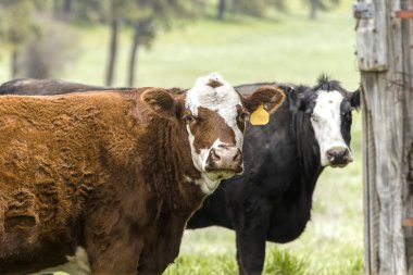 Ahırda kapatılması.