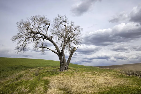 Dramática foto de un árbol estéril en un campo . —  Fotos de Stock