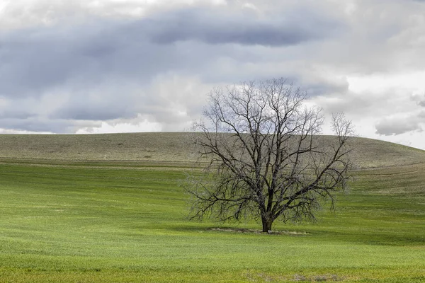 Albero senza foglie nella parte orientale di Washington . — Foto Stock